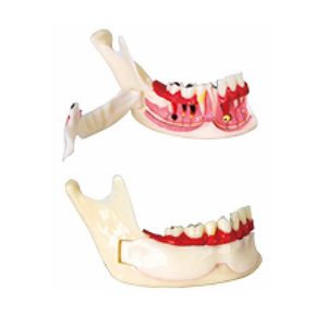 Organización del modelo educativo de dientes de mandíbula con nervios - Product Image 1