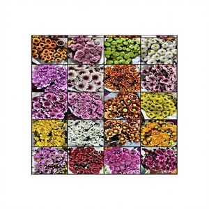 Bouquet de petites marguerites coupées à plusieurs têtes, provenance Kunming Yunnan, pour la Saint-Valentin, la Fête des Mères, Noël, <span class=keywords><strong>et</strong></span> les achats groupés familiaux - Product Image 1