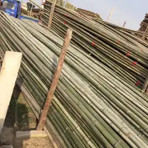 Prezzo di palo di bambù da giardinaggio 3m di materie prime di alta qualità all'ingrosso
