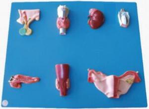 Modelo de Anatomía Humana del Sistema Endocrino, Herramienta de Enseñanza Escolar, Modelo de Órganos Endocrinos de 7 Partes - Product Image 2