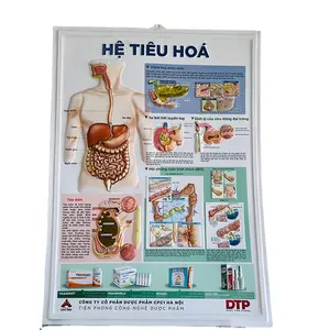 Custom printing plastic 3D embossed 3d medical posters for wall