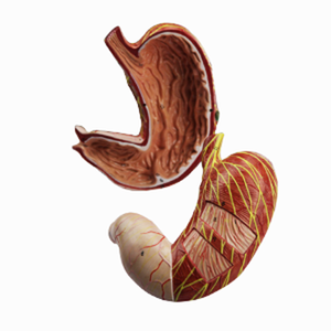 GelsonLab HSBM-270 estómago modelo tamaño-2 piezas de plástico estómago modelo anatómico estómago anatomía modelo - Product Image 3