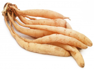 รากชาตะวารีสด (Asparagus Racemosus) แบบเปียก สำหรับปรุงอาหาร ส่วนผสมทางอาหาร ผลิตภัณฑ์จากพืช และจำหน่ายแบบขายส่ง - Product Image 3