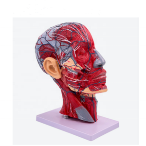 แบบจำลองกายวิภาคศาสตร์ศีรษะมนุษย์ ขนาดเท่าของจริง โพรงจมูก คอ สมอง กายวิภาคศาสตร์ ทำจาก PVC โครงสร้างร่างกายมนุษย์ที่ละเอียดอ่อน สำหรับการศึกษาในห้องเรียนและการวิจัย - Product Image 1