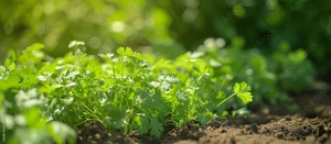 เมล็ดผักชีธรรมชาติเกรดพรีเมี่ยมเครื่องเทศรสชาติที่นิยมมากที่สุดสำหรับการปรุงอาหารปรุงรสและการทำอาหารทั่วโลก - Product Image 3