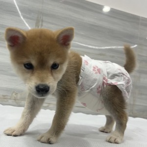 Einweg-Haustier-Trainingszubehör im Modischen Stil, Urinmatten für Hunde und Welpen, Windeln für Weibliche Haustiere – Hergestellt aus Papier, <span class=keywords><strong>PE</strong></span>, SAP, Leinen für Katzen - Product Image 5