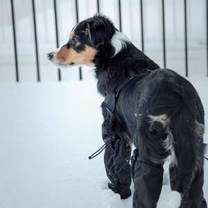 Scarpe Sportive Ecologiche per Cani, Stivali con Bretelle, Protezione Zampe, Copertura Estesa delle Gambe per Sport Estivi e Invernali - Product Image 3