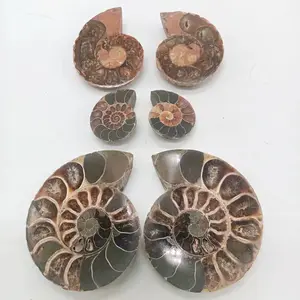 Wholesale Pair Ammonite Fossil Conch Madagascar Chrysanthemum Snail Fossil For Pendant Crystal Feng Shui Home Decoration