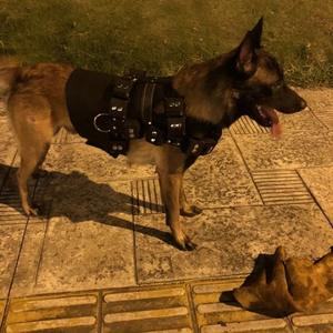 ピットブル用TOPBUDDY加重トレーニングドッグハーネス - Product Image 3