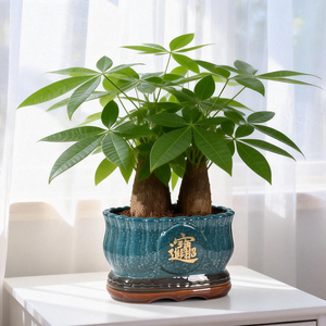 Árbol <span class=keywords><strong>de</strong></span> <span class=keywords><strong>la</strong></span> Fortuna Bonsái - Maceta <span class=keywords><strong>de</strong></span> Cerámica Azul con Carácter Chino Dorado "Riqueza y Prosperidad" - Product Image 1