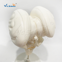 Modèle de dissection du tronc cérébral humain en résine PVC, spécimen nerveux réutilisable pour l'école de médecine, laboratoire d'anatomie, CE/ISO/ROHS/CNAS
