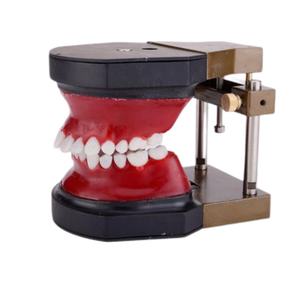 Modelo de Dientes Tipodonto para Entrenamiento de Ortodoncia Dental - Product Image 1