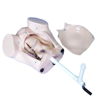 Modelo de Entrenamiento Ginecológico Avanzado, Simulador de Parto Manual para Enseñanza Médica