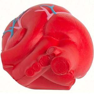Venta Especial: Corazones Anatómicos con Venas, Juguetes Antiestrés, Pelota Antiestrés - Product Image 3
