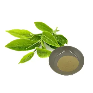 Approvisionnement d'usine 95% polyphénols de thé poudre d'extrait de thé vert naturel polyphénols de thé 10%- 98%