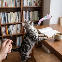Jouet pour chat en fil résistant aux chocs et incassable, base stable anti-chute, montage facile, plume suspendue lavable, pour refuges et chateries