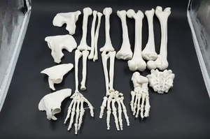 แบบจำลองกระดูกของมนุษย์170ซม. วัสดุพีวีซีแบบจำลองกระดูกหลวมวิทยาศาสตร์ทางการแพทย์ใช้สำหรับการทดลอง - Product Image 2