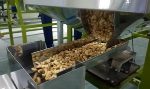 Machine à éplucher les écrous, 50 à 200 Kg/H, enlèvement de la peau - Product Image 3