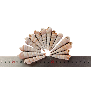 Guscio decorativo collezione naturale lumaca rosso bianco guscio di ostrica ghiaia per acquario giardino paesaggistica e artigianato - Product Image 2