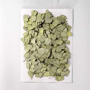 MNR2086 Dried and Pressed <strong>Heart</strong> Shape Eucalyptus Leaves <strong>for</strong> Resin DIY <strong>Craft</strong> Suppliers - Product Image 4