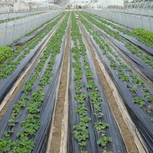 Film de paillage agricole en plastique noir, film de paillage noir anti-mauvaises herbes pour les cultures agricoles - Product Image 4