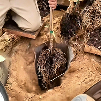 Transplanteur d'arbres à une rangée le plus vendu – Planteur d'arbres et de jeunes pousses