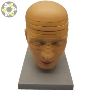 인간의 뇌 모델 머리 해부학 모델 두개골 수평 결함 모델