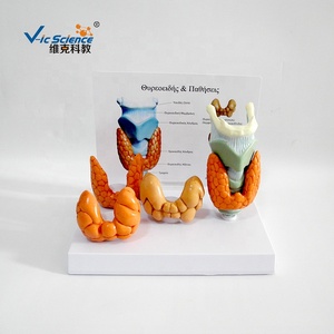 Modelo de enseñanza de ciencias médicas, modelo de educación anatómica plastinada de <span class=keywords><strong>cabeza</strong></span> <span class=keywords><strong>y</strong></span> <span class=keywords><strong>cuello</strong></span> patológico hiroideo - Product Image 3
