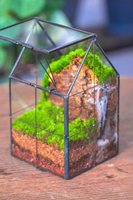 Kit Terarium Tanaman Udara Ramah Lingkungan Modern dengan Vas Kaca dan Bola Kaca untuk Penggunaan di Meja Rumah