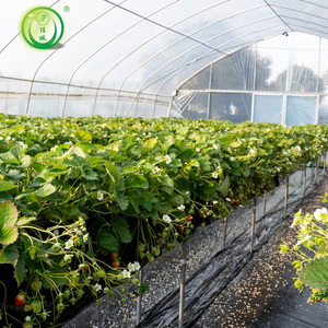 Serre tunnel en film plastique à faible coût pour la culture des fraises - Product Image 1