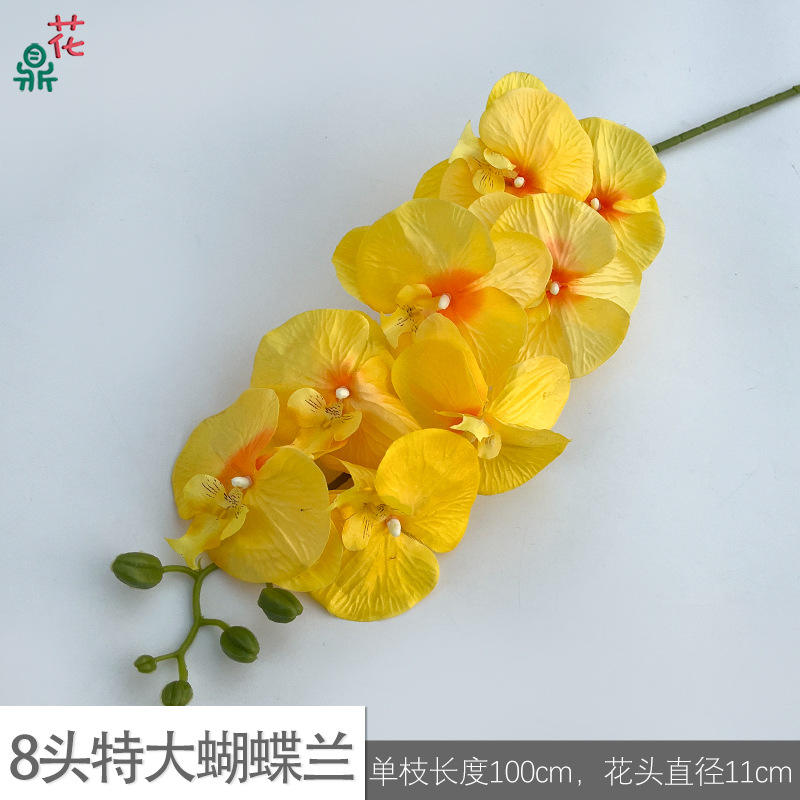 8กพิเศษ Phalaenopsis lfy สีเหลือง