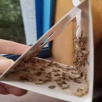 Ondersteunende, op maat gemaakte, veilige en effectieve mottenvanger met lijm en feromonen voor voorraadkasten, voedsel en kasten.