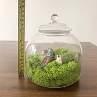 DIY 13*15cm Vase de table de terrarium en verre transparent pour la décoration intérieure de la maison et du mariage