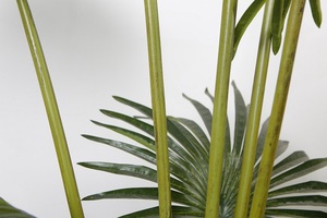 Fausses plantes tropicales artificielles de palmier de 180cm de haut pour les Y8502-7-1PS de décoration d'intérieur - Product Image 4