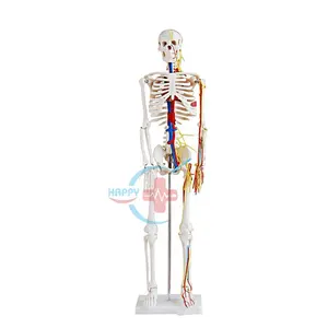 HC-S205 Advanced human half-size 85cm skeleton model with blood vessel & heart /Human bones with heart and blood vessel model