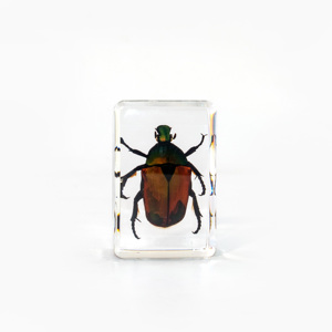 Colorido escarabajo resina ámbar educativo incrustado insecto espécimen resina decoración espécimen biológico - Product Image 6