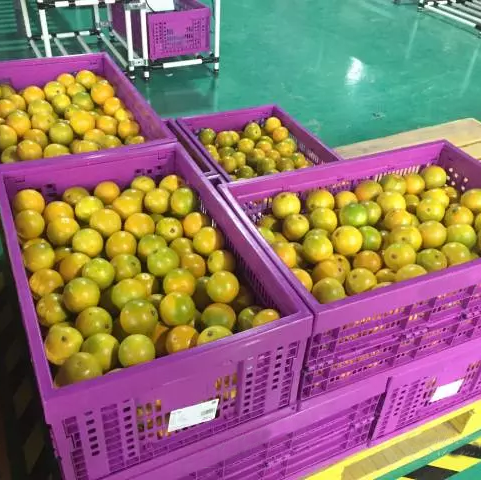 Цветная складная корзина для фруктов и овощей