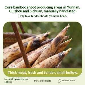 <span class=keywords><strong>Brotes</strong></span> <span class=keywords><strong>de</strong></span> <span class=keywords><strong>Bambú</strong></span> Salados con Pimienta <span class=keywords><strong>de</strong></span> Montaña, Pelados a Mano, Ácidos y Picantes, 33g, Populares en Internet, para Aliviar el Hambre, Instantáneos, Pequeños - Product Image 3