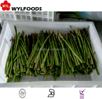 Lanzas de espárragos verdes congelados de la mejor calidad, verduras IQF al vapor, tallo perfecto para mejorar bocadillos o comidas saludables