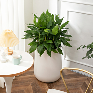 Jardinière auto-arrosante, plastique PP, moulage direct, design conique moderne. Convient pour la maison, le bureau et le jardin extérieur - Product Image 5
