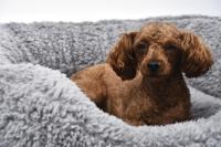 Petstar — canapé en plastique écologique pour animaux domestiques, coussin chaud, produit recyclable pour chiens
