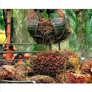 Ölpressen CPO Palmkernöl verarbeitung Extraktion maschine Maschinen