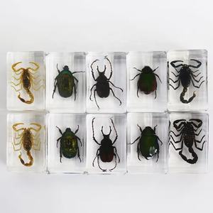 ตัวอย่างแมลงเรซิ่นคริสตัล,อุปกรณ์การศึกษาตัวอย่างแมลงที่แท้จริงในเรซิ่นบล็อกสีเหลืองอำพันด้วงจริงข้อผิดพลาดที่น่ารักของ Taxidermy - Product Image 1