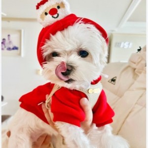 Sudadera con capucha para perros y gatos, estilo árbol verde de Papá Noel, poliéster rojo y verde, ropa de invierno bonita con capucha para perros medianos - Product Image 3