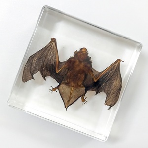 Espécimen de murciélago personalizado Resina de cristal única Real incrustada como recuerdo Decoración de vacaciones Regalo Hogar - Product Image 2
