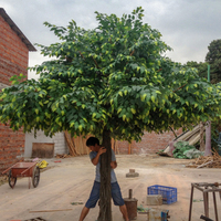 Arbres ficus, chêne, olive, banian de 8 pieds et 10 pieds de haut et plantes artificielles, arbre de simulation artificielle pour la décoration d'événements