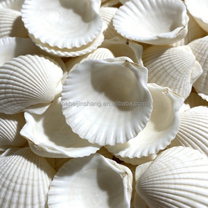 Coquillages blancs naturels pour l'artisanat, parfaits pour les carillons éoliens DIY, la peinture, la décoration intérieure, les ornements de mariage, les coquillages de <span class=keywords><strong>plage</strong></span> - Product Image 3