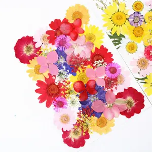 M029 Groothandel Diy Bloemen Gedroogde Platte Bloem Packs Natuurlijke Gedroogde Bloemen Pressed Gedroogde Daisy Bloem Voor Sieraden Resin Nail Art