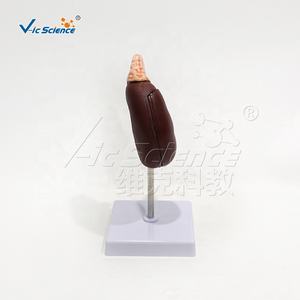 Modelo Anatómico de Riñón Humano para Ciencias Médicas, 2 Partes, Modelo Anatómico de la Estructura del Riñón Humano - Product Image 3