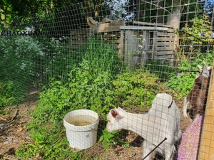 Clôture de jardin en PVC <span class=keywords><strong>pour</strong></span> chien, jouet artisanal, g, fil torsadé, couleur verte, fil de fer, vente en gros - Product Image 2